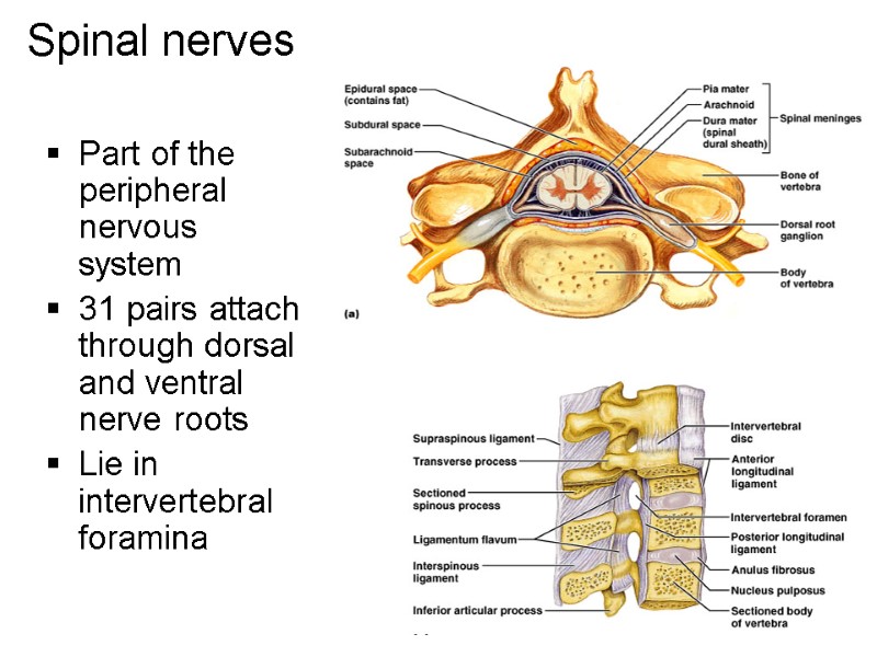 Spinal nerves Part of the peripheral nervous system 31 pairs attach through dorsal and